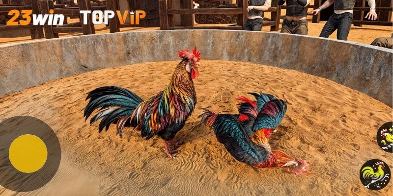 Các loại hình cá cược phổ biến trong Trường gà online