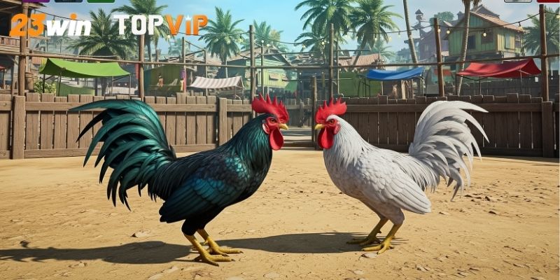 Các trận gà đá hôm nay nhiều người theo dõi